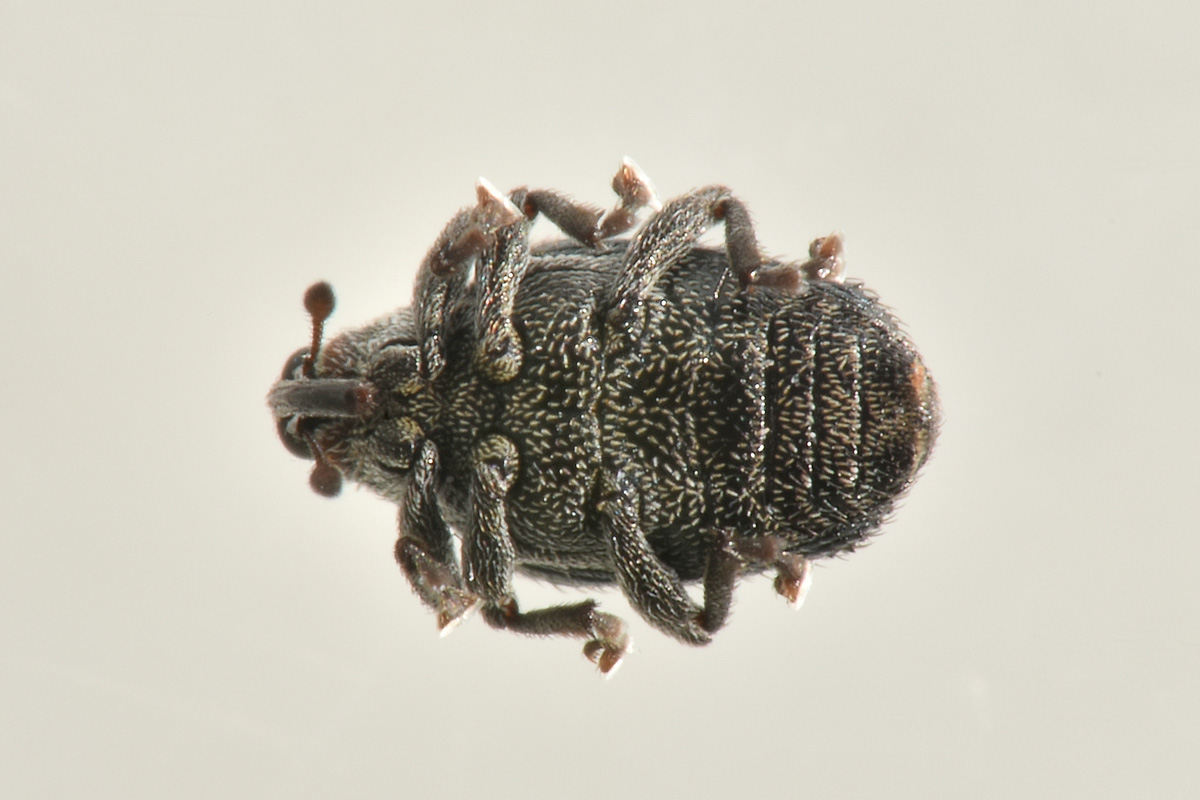 Curculionidae: Ceutorhynchus sp. ?  S, Ceutorhynchus sulcicollis